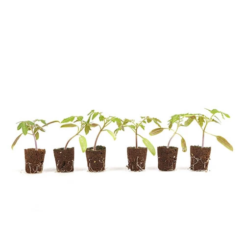 Cherry Tomato 'Sungold SuperSweet' 7 Cherry Tomato 'Sungold SuperSweet' - Image 5