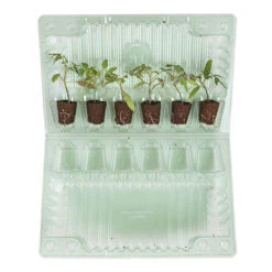 Cherry Tomato 'Sungold SuperSweet' 14 Cherry Tomato 'Sungold SuperSweet' -Garden Plants Sales 370043 5