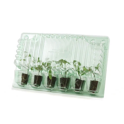 Cherry Tomato 'Sungold SuperSweet' 9 Cherry Tomato 'Sungold SuperSweet' - Image 7