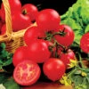 Tomato Shirley F1 -Garden Plants Sales 370065