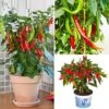 Chilli Collection -Garden Plants Sales 370073