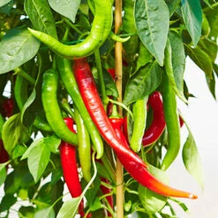 Chilli Collection -Garden Plants Sales 370073 2