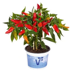 Chilli Collection -Garden Plants Sales 370073 3