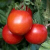 Tomato 'Moneymaker' -Garden Plants Sales 370087