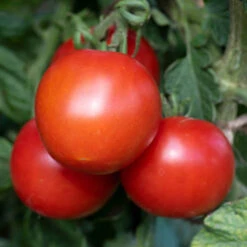 Tomato 'Moneymaker'