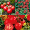 Tomato Collection -Garden Plants Sales 370092