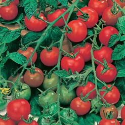 Tomato Collection 8 Tomato Collection -Garden Plants Sales 370092 2