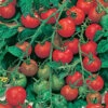 Tomato Gardener's Delight -Garden Plants Sales 370099