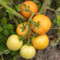 Tomato Collection 9cm X 3 -Garden Plants Sales 370100 3