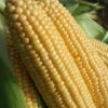 Sweetcorn 'Swift' 2 Sweetcorn 'Swift' -Garden Plants Sales 380108