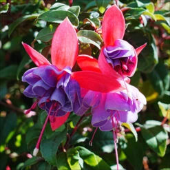American Fuchsia Collection 11 American Fuchsia Collection -Garden Plants Sales 400072 2