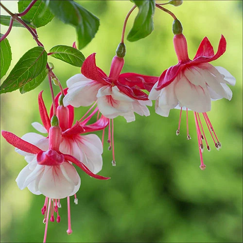 American Fuchsia Collection 6 American Fuchsia Collection - Image 4