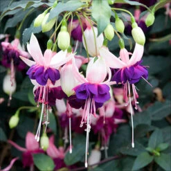 American Fuchsia Collection 14 American Fuchsia Collection -Garden Plants Sales 400072 5