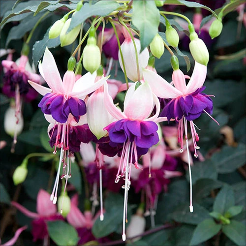 American Fuchsia Collection 8 American Fuchsia Collection - Image 6
