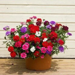 'Samira' Verbena Trailing Collection