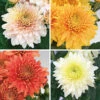 Chrysanthemum 'Garden Spray' Collection -Garden Plants Sales 400089