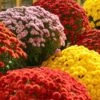 Chrysanthemum 'Garden Mums' Collection -Garden Plants Sales 400161