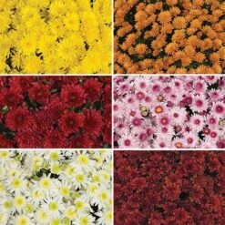 Chrysanthemum 'Garden Mums' Collection 12 Chrysanthemum 'Garden Mums' Collection -Garden Plants Sales 400161 1