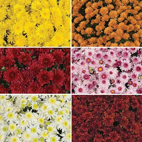 Chrysanthemum 'Garden Mums' Collection 4 Chrysanthemum 'Garden Mums' Collection - Image 2