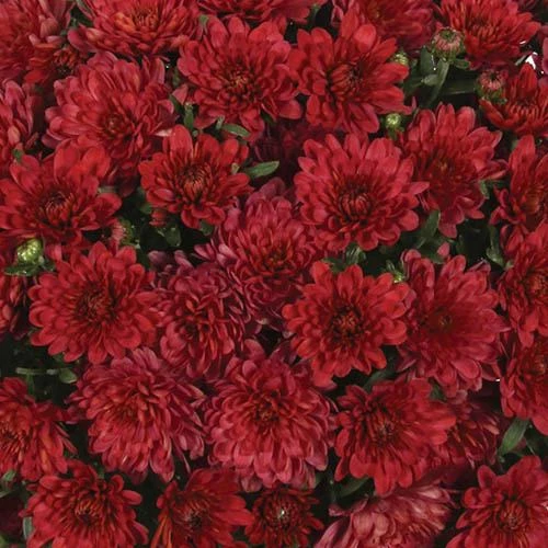 Chrysanthemum 'Garden Mums' Collection 7 Chrysanthemum 'Garden Mums' Collection - Image 5