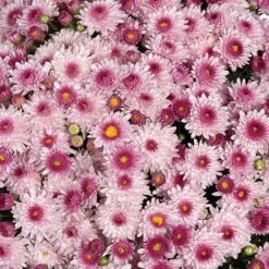 Chrysanthemum 'Garden Mums' Collection 16 Chrysanthemum 'Garden Mums' Collection -Garden Plants Sales 400161 5
