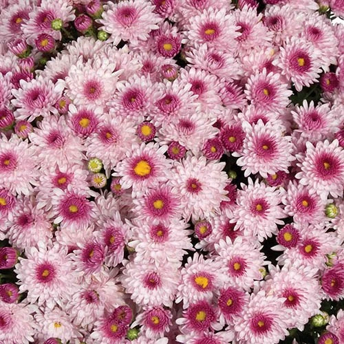 Chrysanthemum 'Garden Mums' Collection 8 Chrysanthemum 'Garden Mums' Collection - Image 6