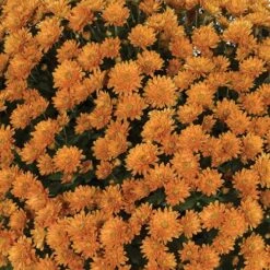 Chrysanthemum 'Garden Mums' Collection 17 Chrysanthemum 'Garden Mums' Collection -Garden Plants Sales 400161 6