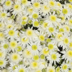 Chrysanthemum 'Garden Mums' Collection 18 Chrysanthemum 'Garden Mums' Collection -Garden Plants Sales 400161 7