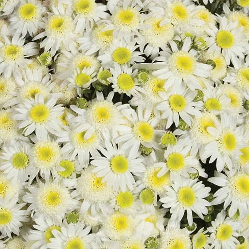 Chrysanthemum 'Garden Mums' Collection 10 Chrysanthemum 'Garden Mums' Collection - Image 8