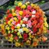Begonia 'Super Cascade' Mix 1 Begonia 'Super Cascade' Mix -Garden Plants Sales 400543
