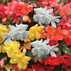 Begonia 'Super Cascade' Mix 8 Begonia 'Super Cascade' Mix -Garden Plants Sales 400543 1
