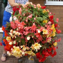 Begonia 'Super Cascade' Mix 10 Begonia 'Super Cascade' Mix -Garden Plants Sales 400543 3