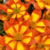 Bidens 'Hawaiian Flare' 2 Bidens 'Hawaiian Flare' -Garden Plants Sales 400551