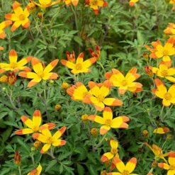 Bidens 'Hawaiian Flare' 7 Bidens 'Hawaiian Flare' -Garden Plants Sales 400551 1