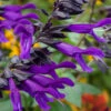Salvia 'Amistad' 2 Salvia 'Amistad' -Garden Plants Sales 400667