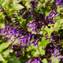Salvia 'Amistad' -Garden Plants Sales 400667 2