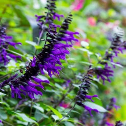 Salvia 'Amistad' -Garden Plants Sales 400667 3