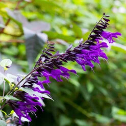 Salvia 'Amistad' -Garden Plants Sales 400667 4