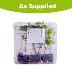 Salvia 'Amistad' -Garden Plants Sales 400667 5