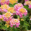 Lantana Evita Rose -Garden Plants Sales 400723
