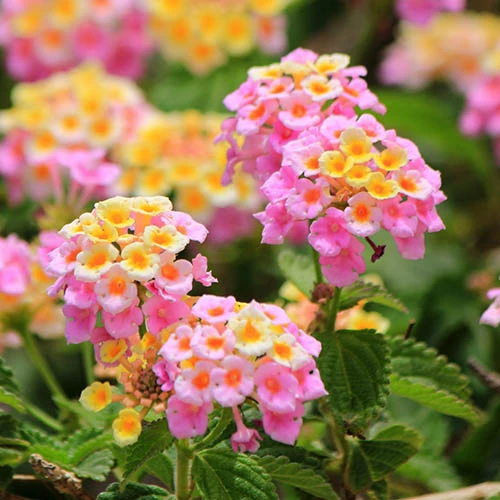 Lantana Evita Rose 3 Lantana Evita Rose