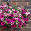 'Eton Mess' Hanging Basket Plug Plants 1 'Eton Mess' Hanging Basket Plug Plants -Garden Plants Sales 400759