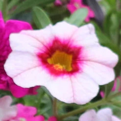 'Eton Mess' Hanging Basket Plug Plants -Garden Plants Sales 400759 2