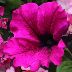 'Eton Mess' Hanging Basket Plug Plants -Garden Plants Sales 400759 3