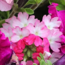 'Eton Mess' Hanging Basket Plug Plants -Garden Plants Sales 400759 4