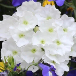 'Sherbet Lemon' Hanging Basket Plug Plants -Garden Plants Sales 400762 2