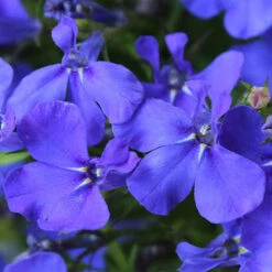 'Sherbet Lemon' Hanging Basket Plug Plants -Garden Plants Sales 400762 3