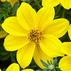 'Sherbet Lemon' Hanging Basket Plug Plants -Garden Plants Sales 400762 4