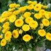 Everlasting Flower Xerochrysum Granvia Gold - Crispy Touch 1 Everlasting Flower Xerochrysum Granvia Gold - Crispy Touch -Garden Plants Sales 400841