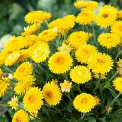 Everlasting Flower Xerochrysum Granvia Gold - Crispy Touch -Garden Plants Sales 400841 1